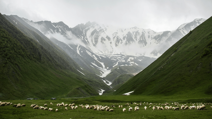 Valley with dense forested hills, and cattle grazing the green fields in the foreground and snow-capped mountains in the background.