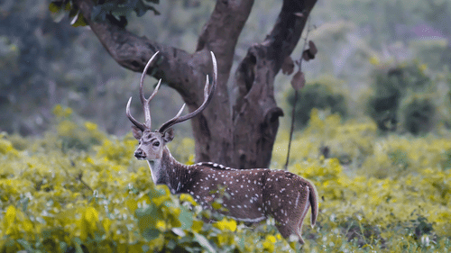 A spotted deer stag with prominent antlers standing alert amid lush undergrowth, framed by tall trees and soft forest light.