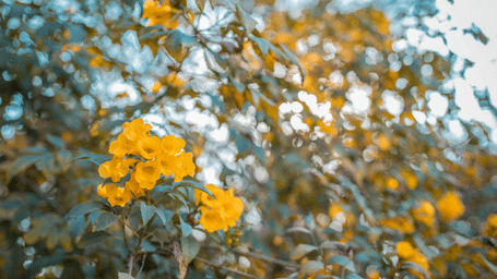 Blossoms shining brightly against foliage on a sunny day at Karma Chalets.