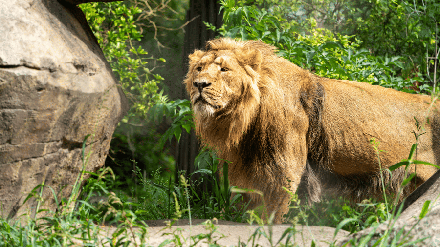 A majestic lion stands beside large rocks in a lush forest area.
