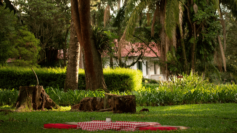 Picnic blanket arranged beneath tall trees in a peaceful garden surrounded by lush greenery.