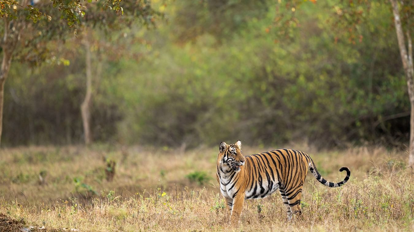 A Bengal tiger standing alert in a dry grassland clearing, surrounded by dense forest with autumn-toned trees in the background.