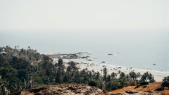 Beach surrounded by lush green plants