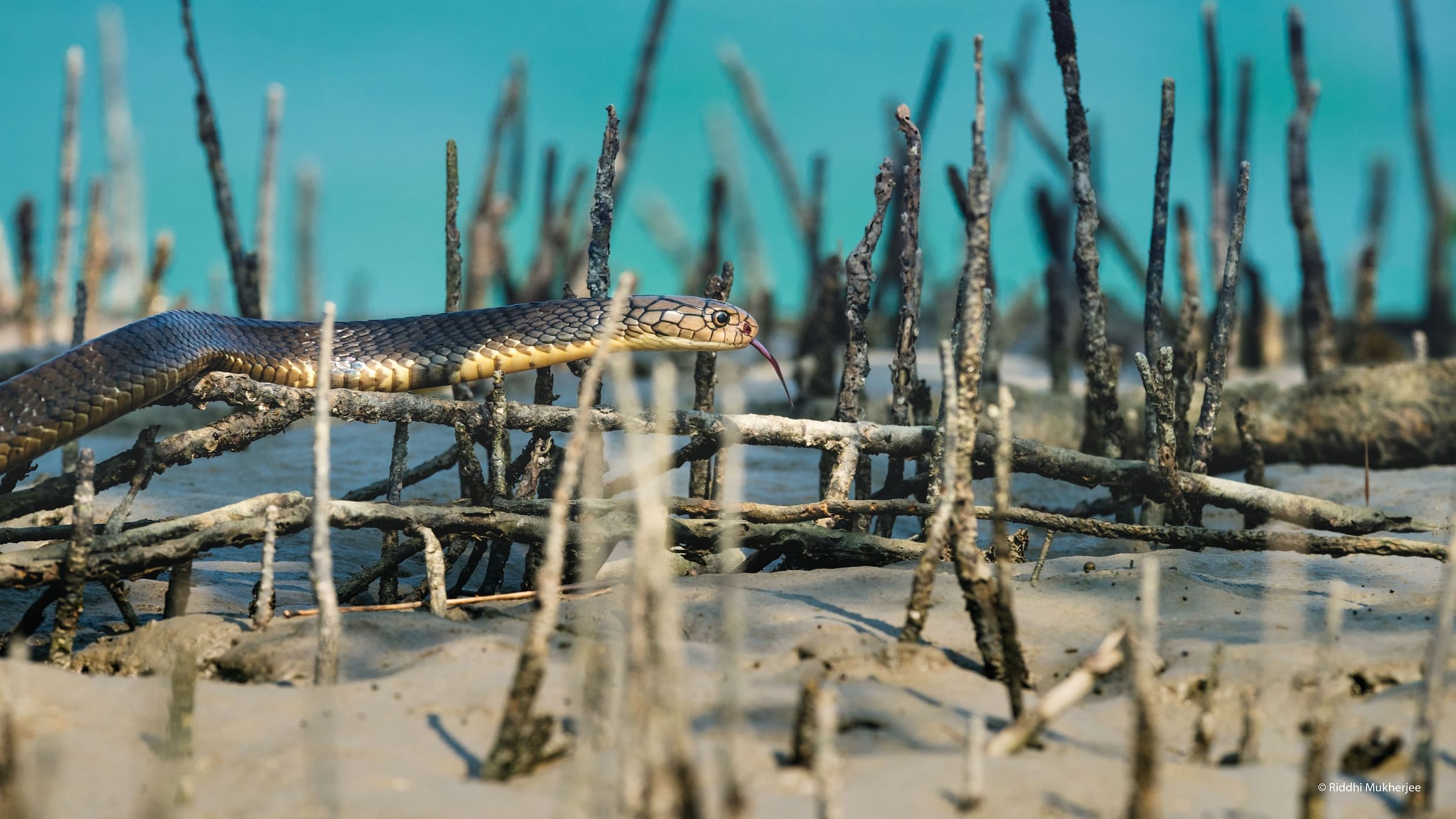 King Cobra 