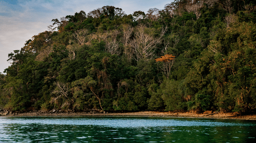 A mountain by the sea shore with trees on top of it | Barefoot at Havelock