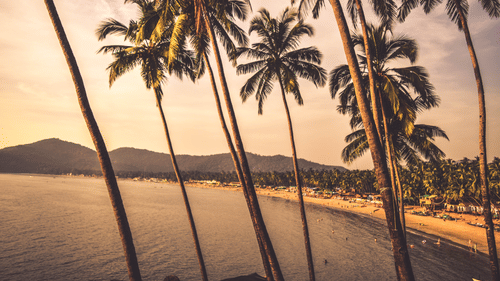 An overview of Palolem beach with coconut trees in the foreground