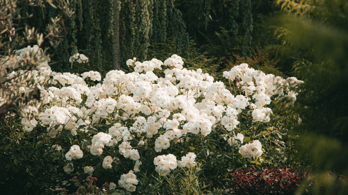 Rhododendrons bloomig in a garden