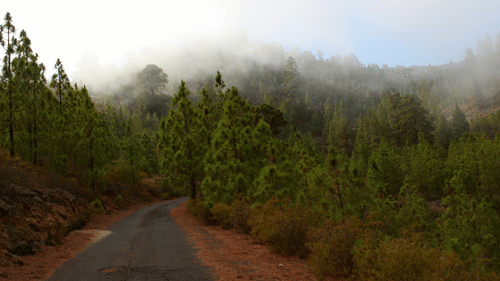 A serene road lined with a single tree, showcasing a peaceful natural landscape.