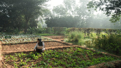 A women doing organic farming which is the best activity farms in Gurgaon - Karma Lakelands.