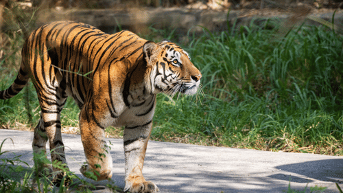 a tiger walking 