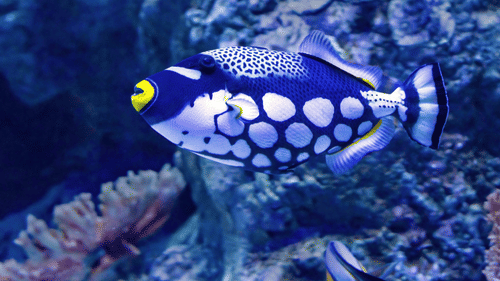 A colourful fish underwaters