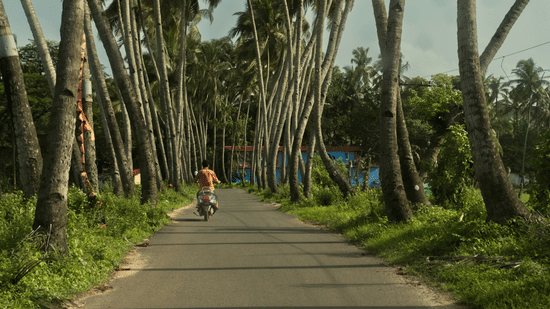 A scooter rider travelling along a narrow road in Betalbatim lined with tall leaning palm trees, with lush greenery and tropical surroundings on both sides.