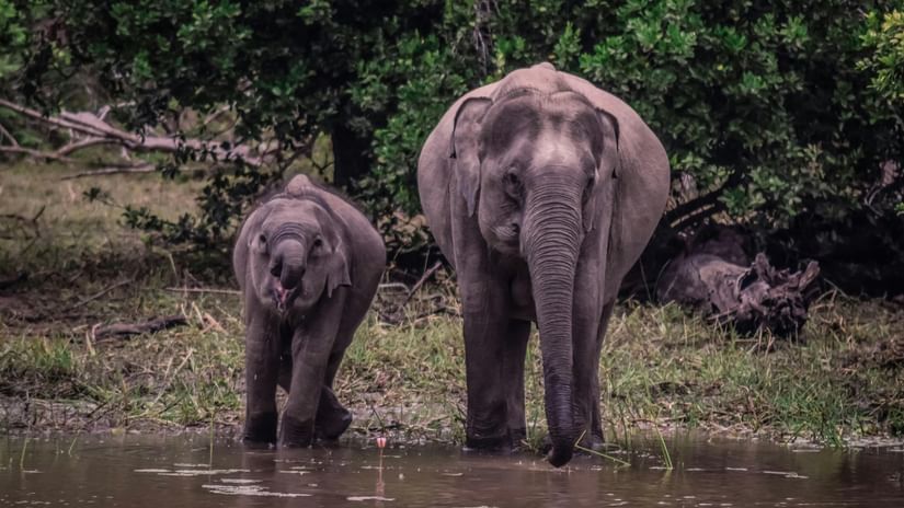 Two elephants, one adult and one young, standing in water.
