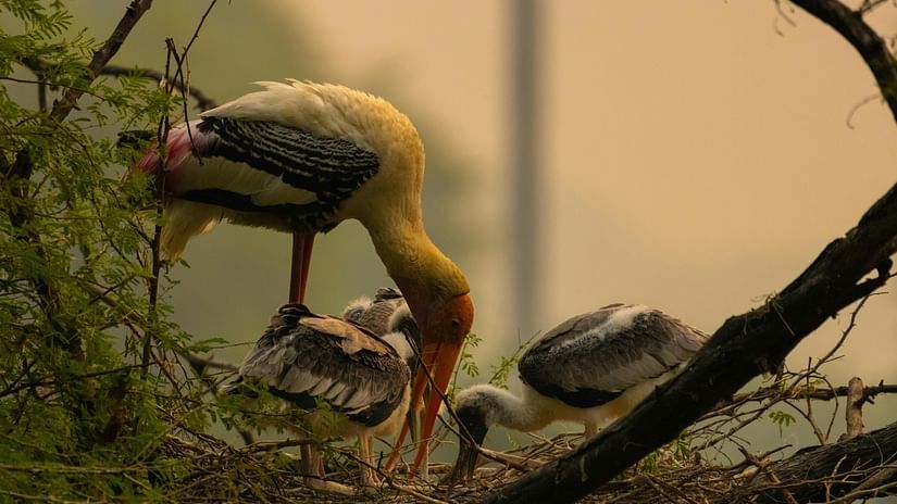 A painted stork feeding its chicks in a marsh