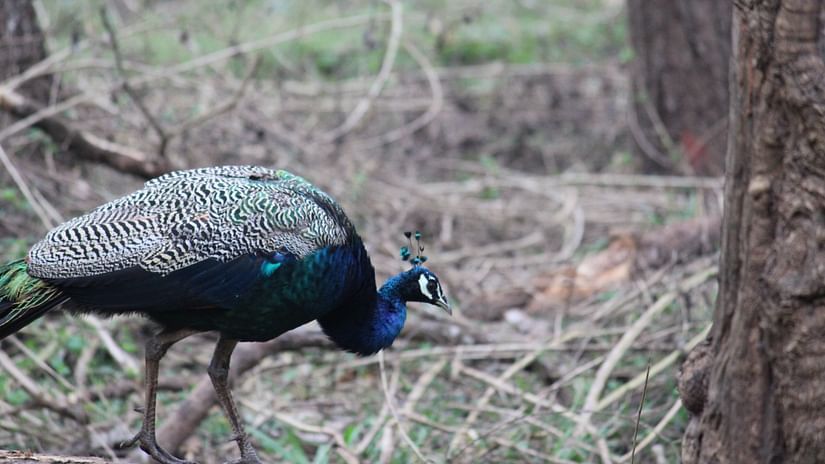 peacock in its natural habitat
