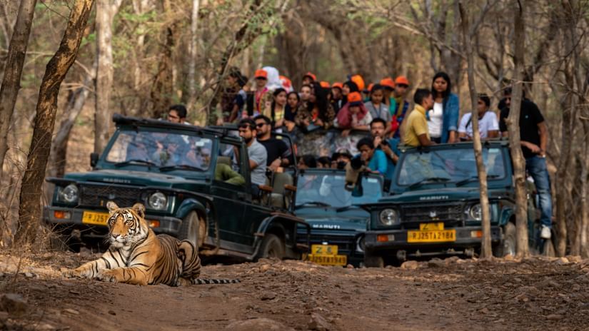 Jungle Safari Stone Wood Premier Dandeli