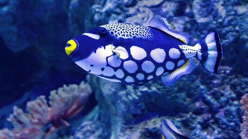 A colourful fish underwaters