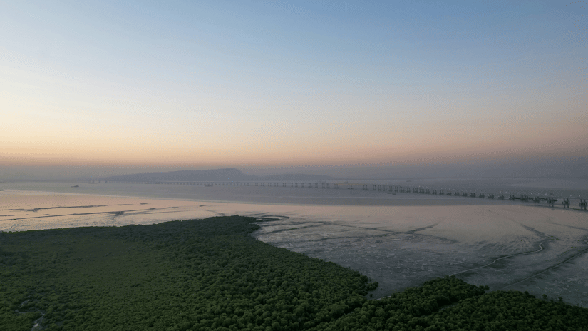 An aerial view of the lush mangroves in Mumbai with the Sea Link Bridge seen in the background