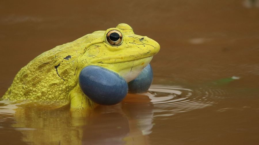 image of a yellow frog