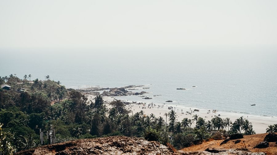 beach surrounded by lush green plants
