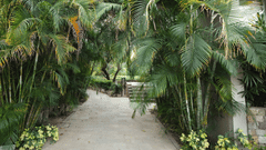  path through dense, tropical-looking trees and foliage at The Golden Tusk, Jim Corbett