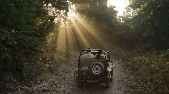  Sunlight filtering through trees in a forest, illuminating a utility vehicle on a dirt road  at The Golden Tusk, Jim Corbett