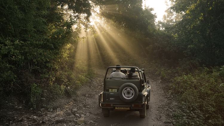  Sunlight filtering through trees in a forest, illuminating a utility vehicle on a dirt road  at The Golden Tusk, Jim Corbett
