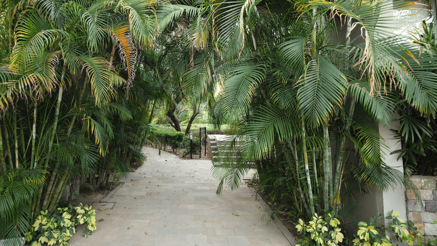  path through dense, tropical-looking trees and foliage at The Golden Tusk, Jim Corbett