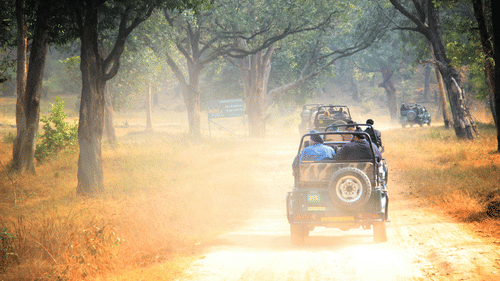 A jeep carrying people for a jungle safari.