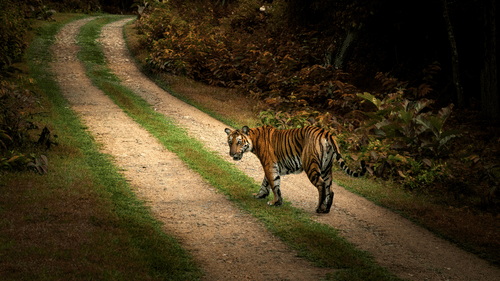 A Tiger walking on a dirt path in a forest, while looking back.