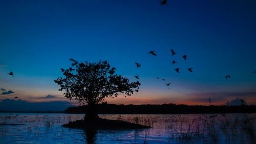 A tree in the Kabini lake seen during a sunset - The Serai Kabini