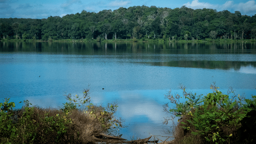 A calm river reflecting the blue sky, with lush green trees along the opposite bank and shrubs in the foreground.