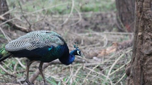 An overview of a peacock walking in Nagarhole National Park with trees next to it