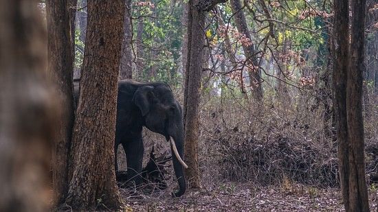 Asiatic Elephant