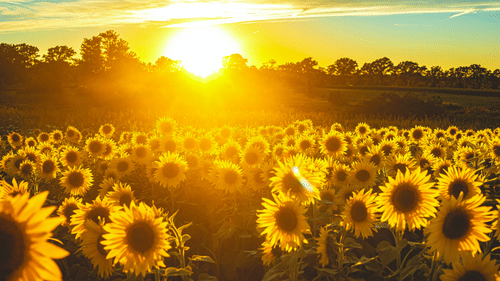 Sunflowers blooming amidst the beautiful landscape and glowing sun