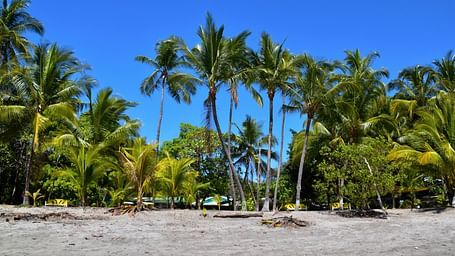 An image of a beachside that has palm trees 