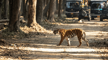 A tiger crosses the forest trail as safari vehicles observe the majestic sight from afar.