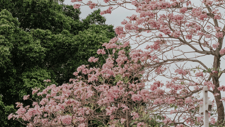 Pink blossom trees in scenic hill landscape