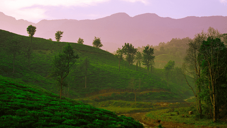 Tea plantations stretching across gentle hills with soft evening light in Wayanad