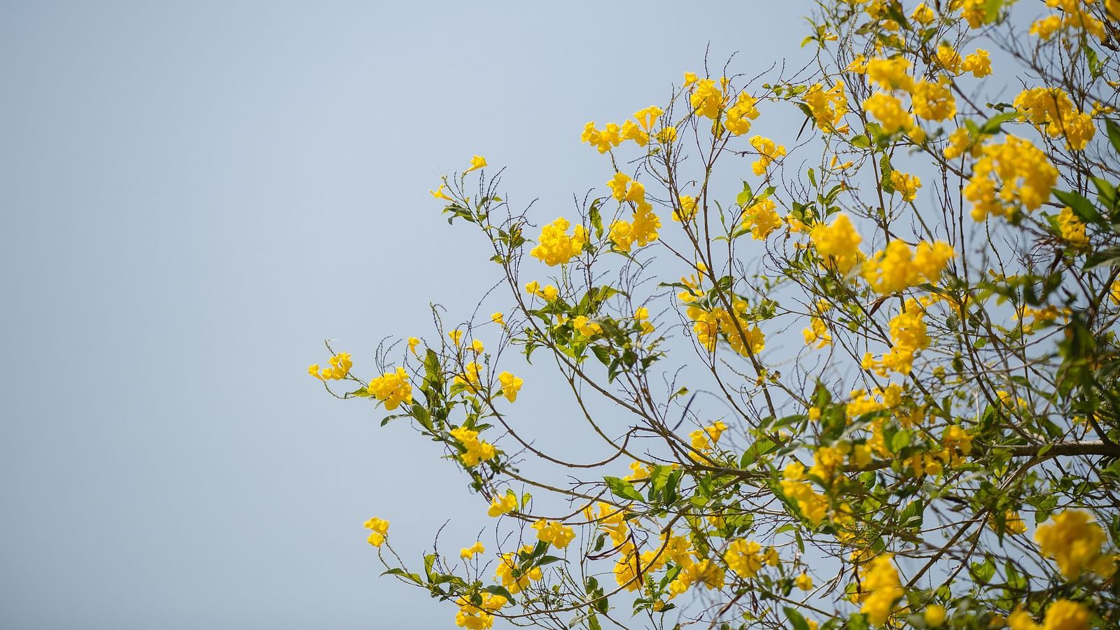 Image of yellow flowers blooming on a tree with a clear sky in the backdrop