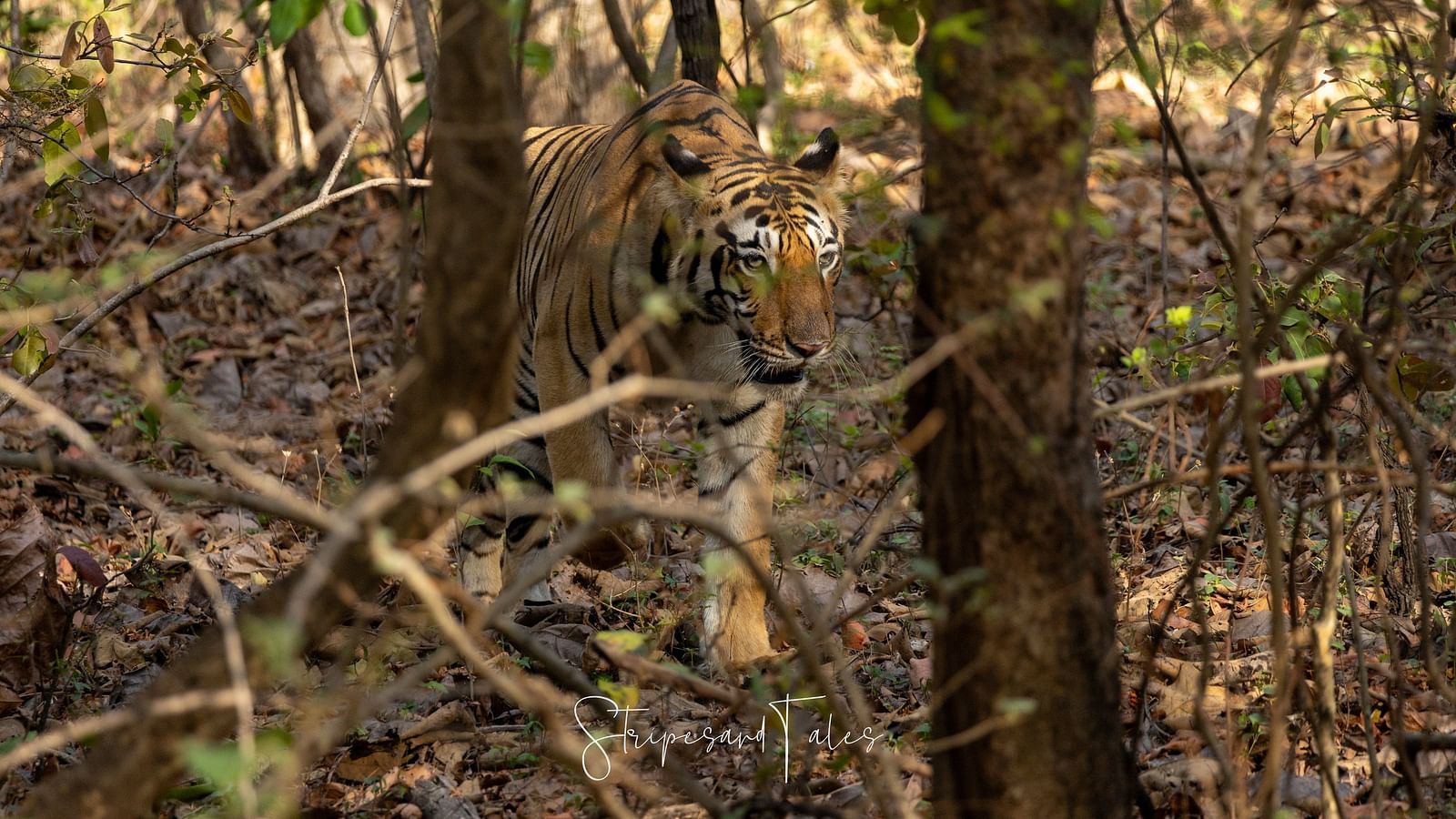 A closer view of a Bengal tiger on a dry grass land in between trees at Trees N Tigers, Tadoba.