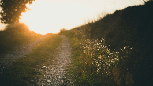 Dirt road leading to a field of wildflowers at sunset. 