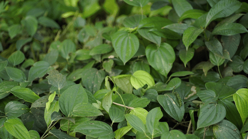 Close-up of a spice plant