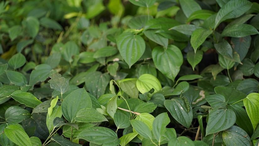 Close-up of a spice plant