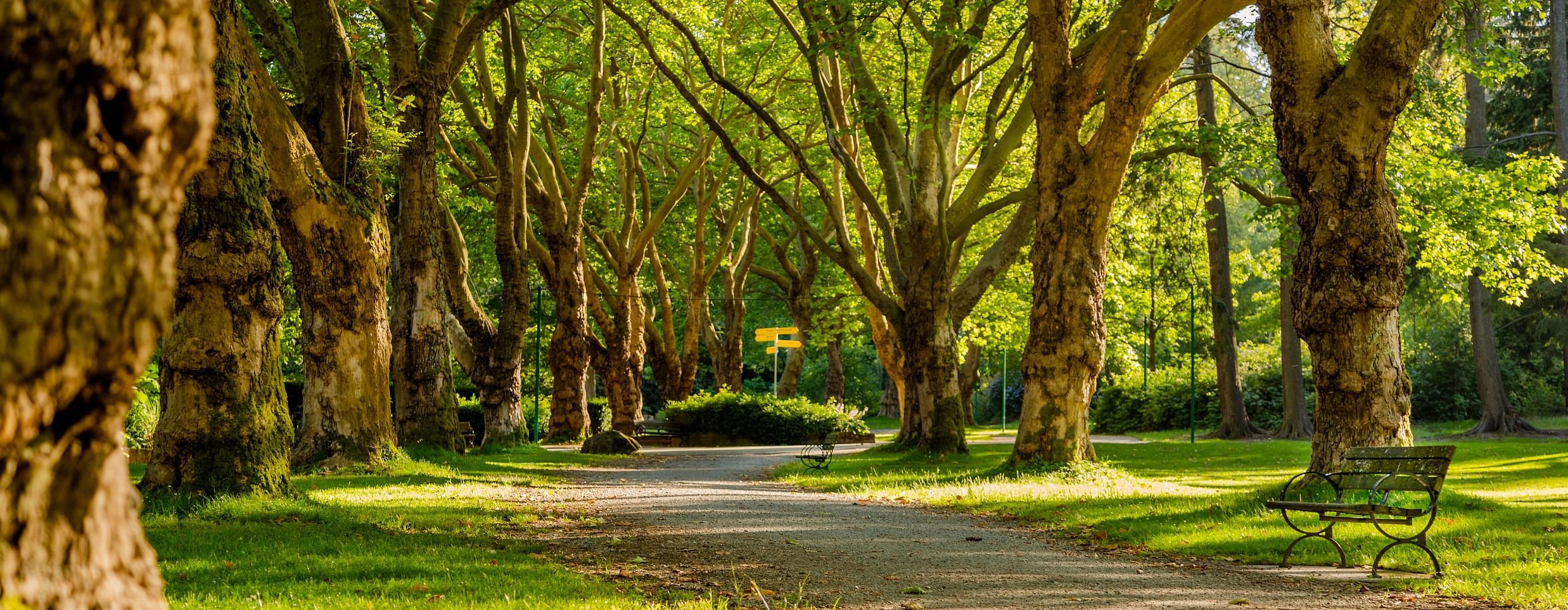 trees in Jubilee Park