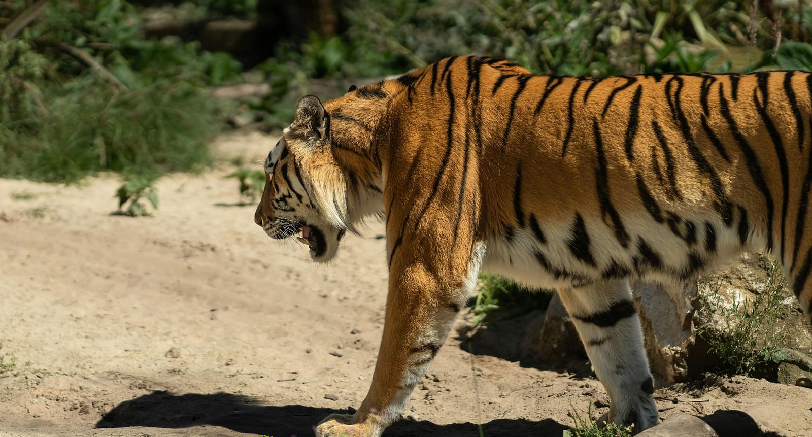 An image of a tiger in a zoo