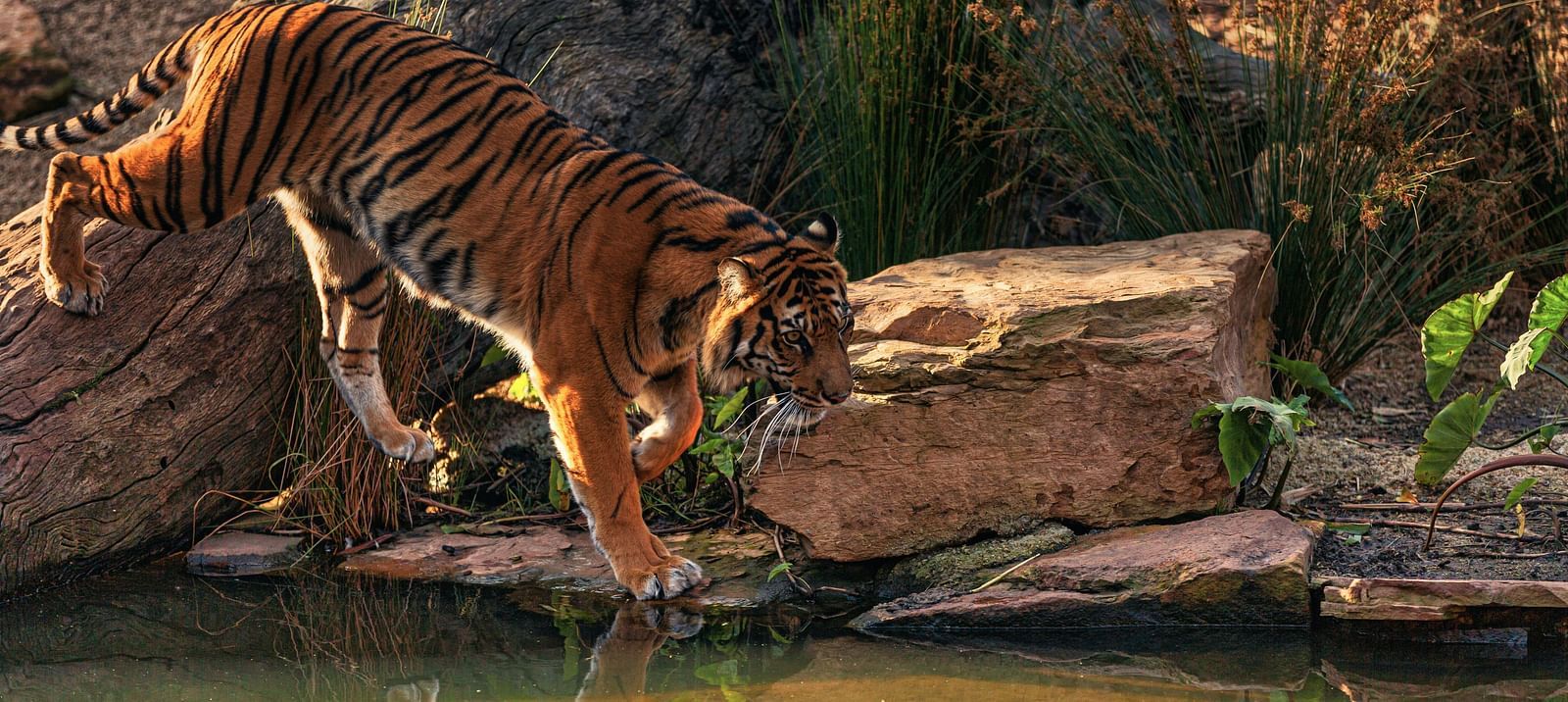 a tiger walking near a water stream