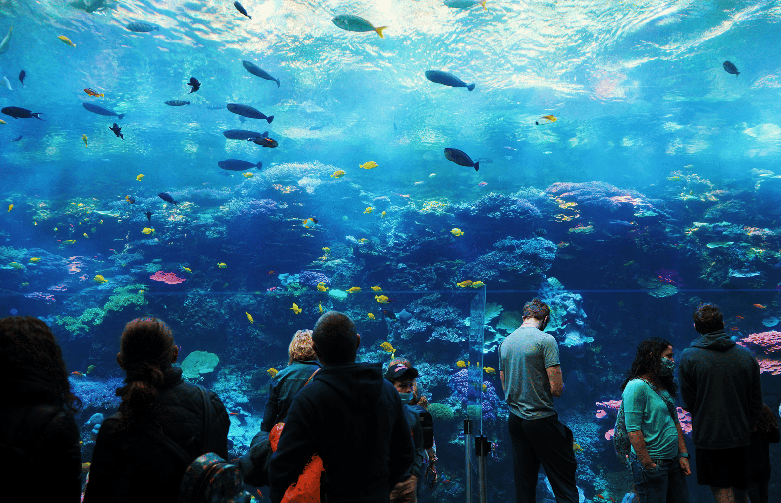  large aquarium exhibit showcases a vibrant coral reef ecosystem with many fish and people watching from behind the glass.