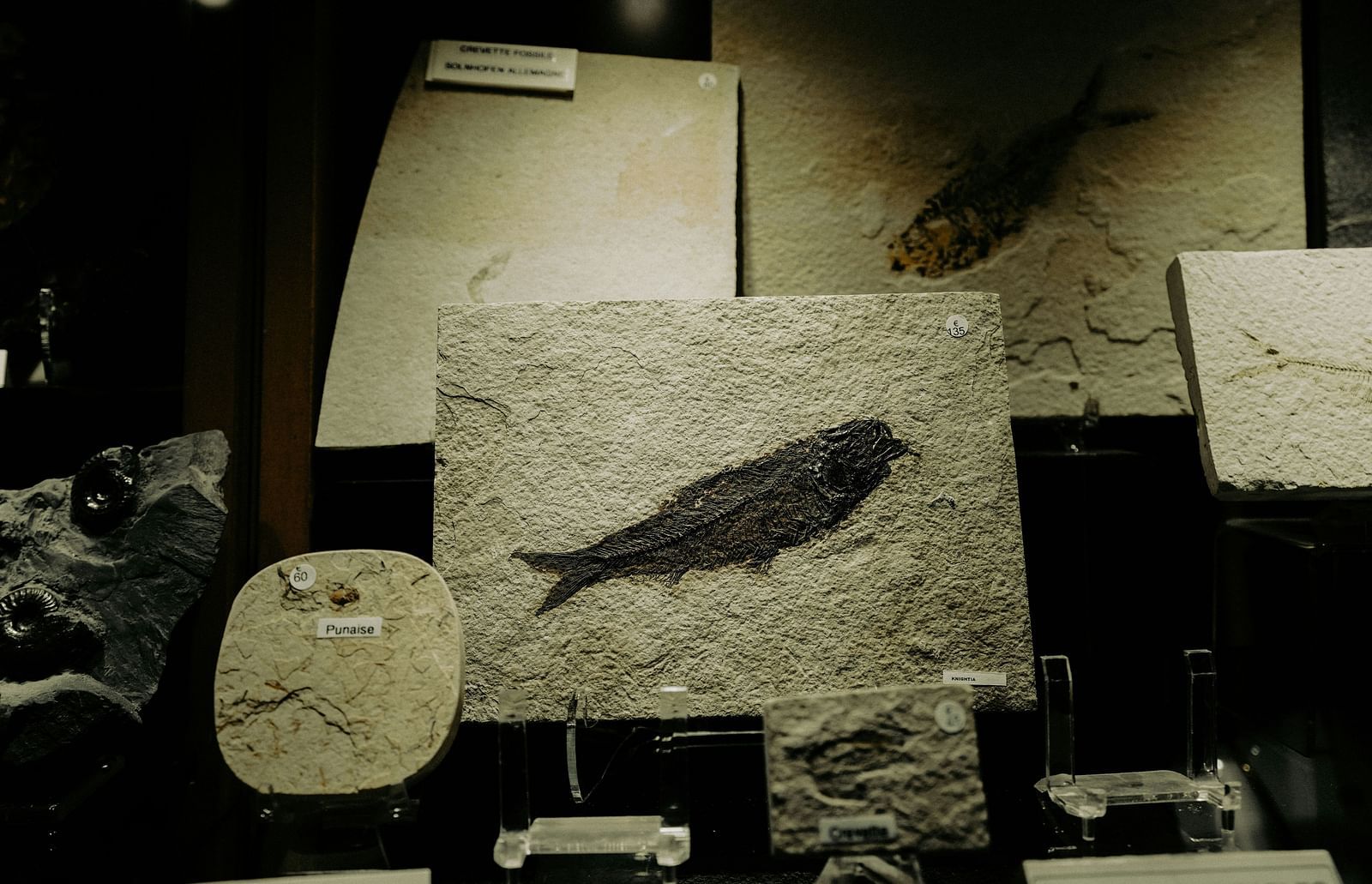 an image of fish fossil displayed in a museum