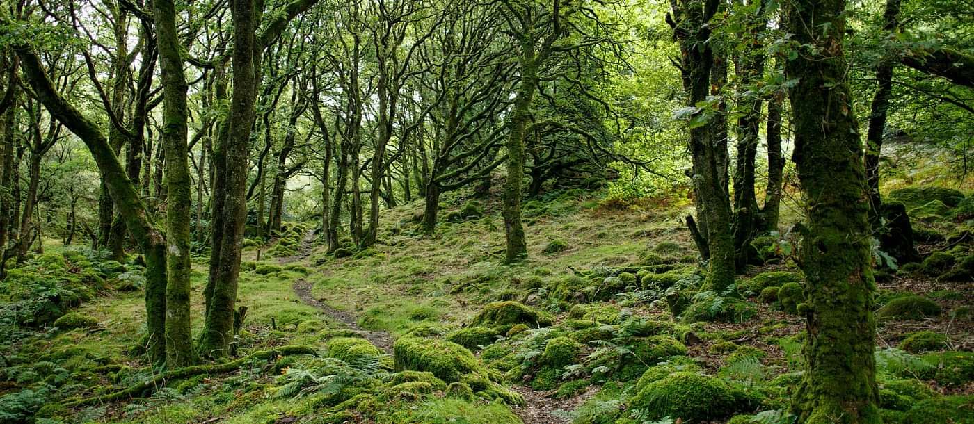 image of a lush green jungle in pelling